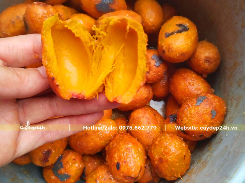 Quả cọ ỏm vàng ươm