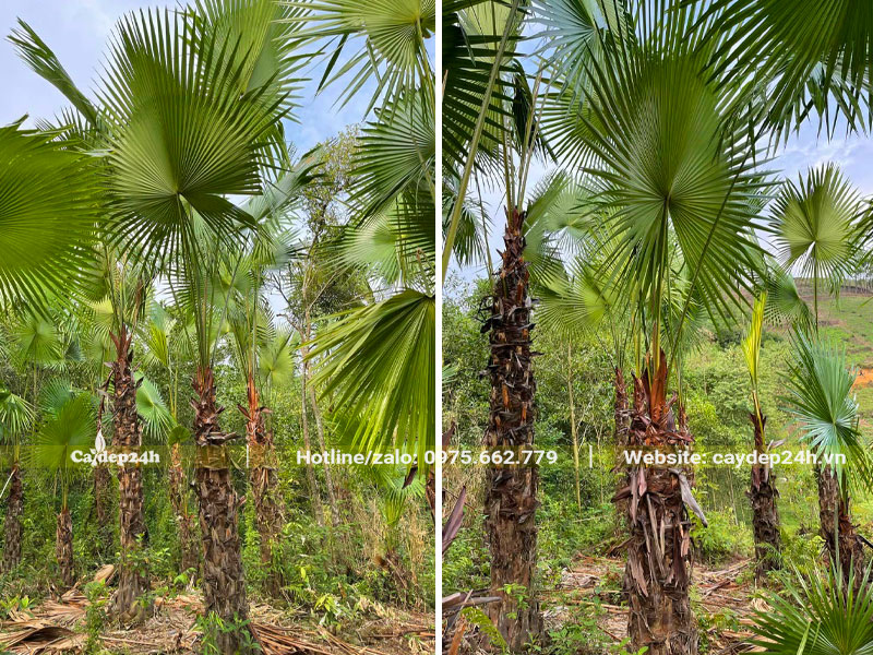 Đồi cây Cọ Ta thân cao 1,5 - 2m