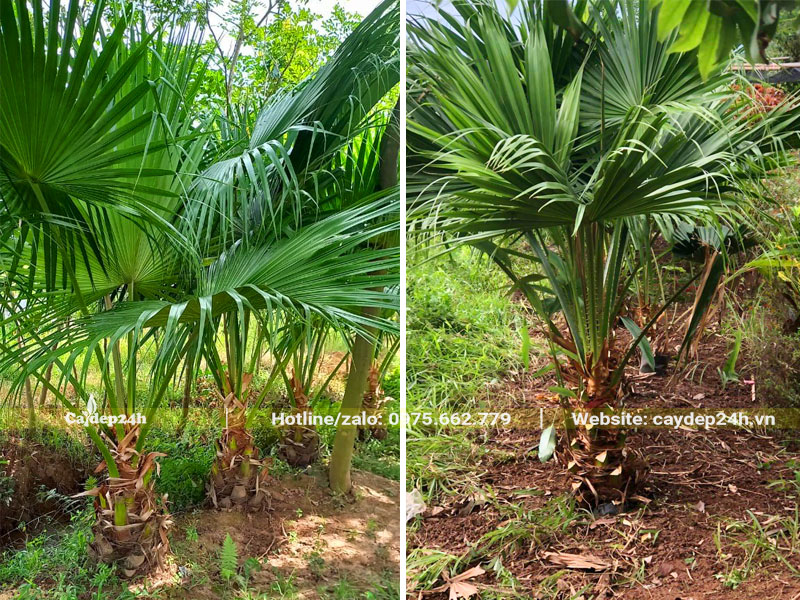 Những hàng cây Cọ Ta cao hơn 1m, mới trồng không lâu