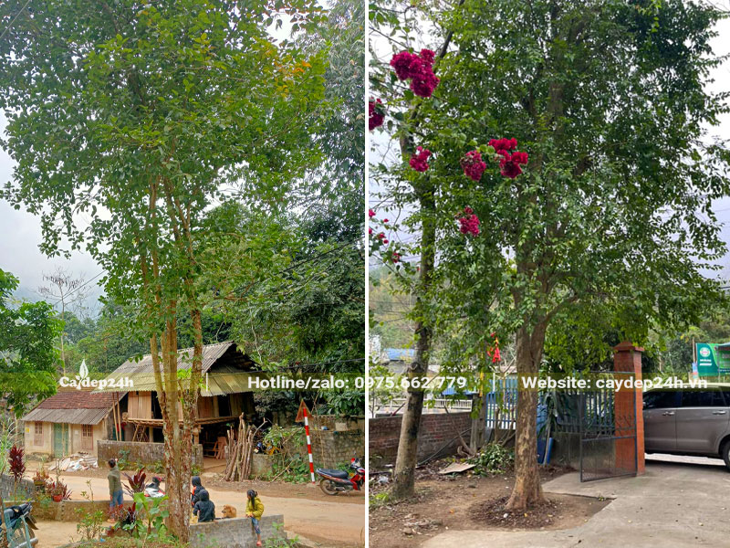 Những cây Bồ Quân cao lớn, tán rộng trồng trước cổng nhà để lấy bóng mát