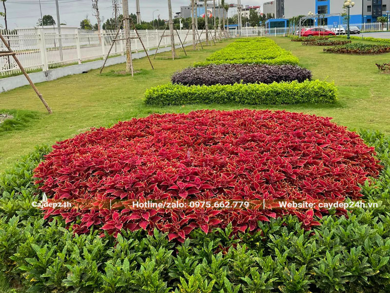 Cây lám màu trang trí cảnh quan công trình cho nhà máy