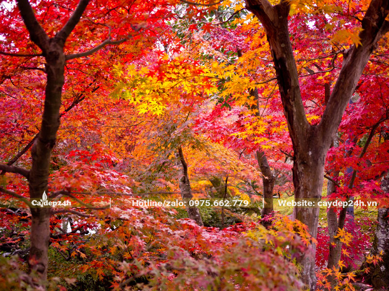 Khu rừng Phong Lá Đỏ đẹp tuyệt sắc