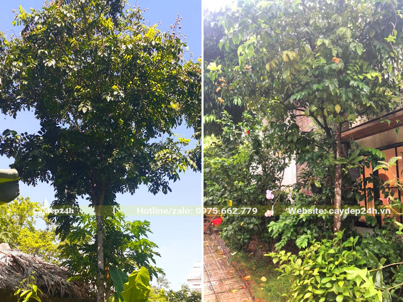 Cây Quất Hồng Tử trưởng thành trồng trong sân vườn nhà