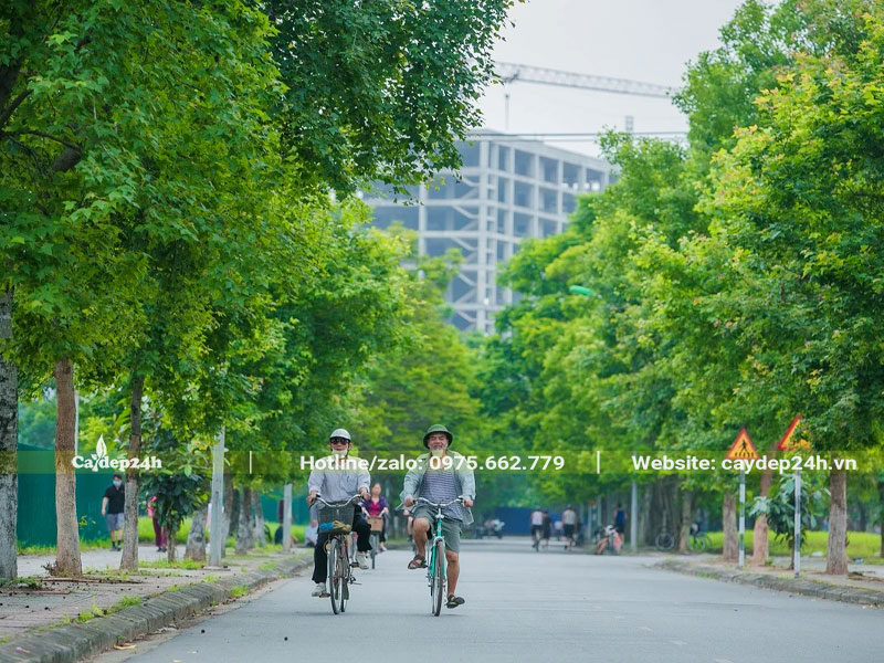 Mùa hè hàng cây Sau Sau xanh tươi rất đẹp mắt