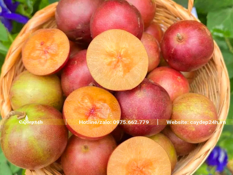 Quả cây Bồ Quân mới thu hoạch dùng để ăn tươi