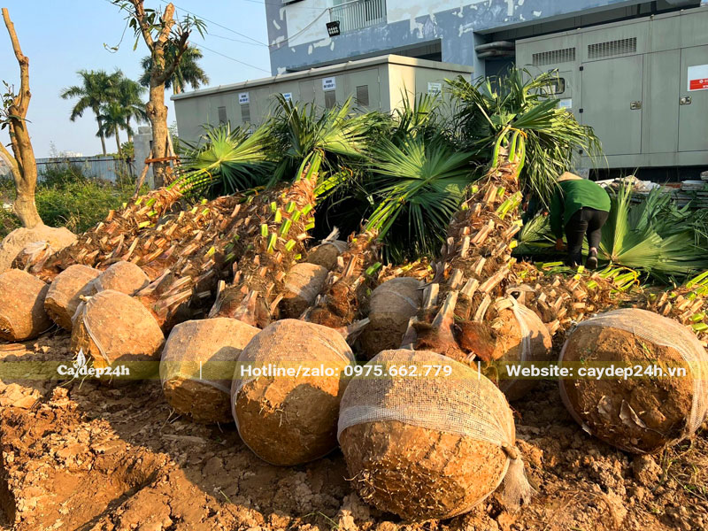 Tiến hành trồng số lượng lớn cây Cọ Ta lóng cao 2m