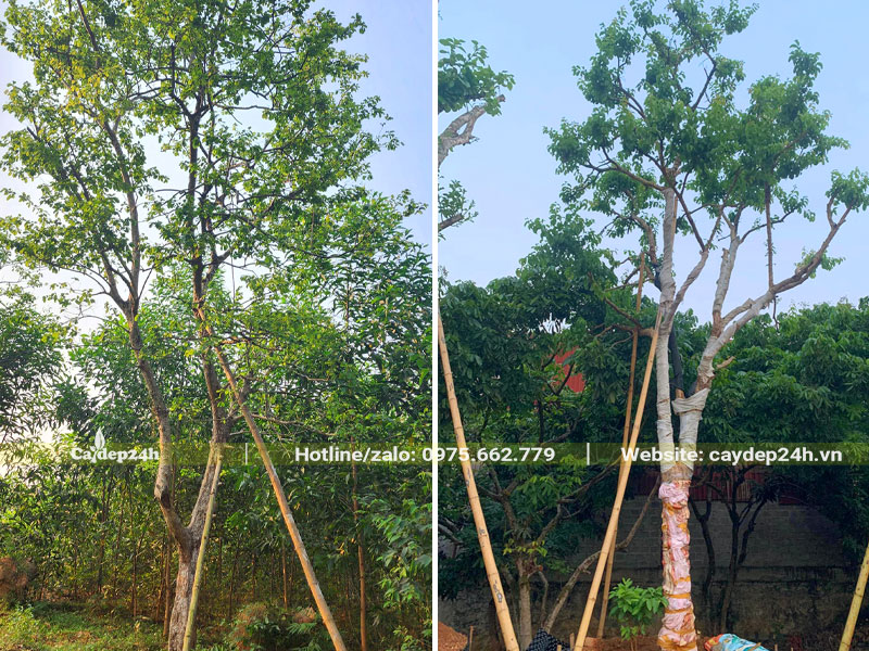 Những cây Bồ Quân công trình cao hơn 5m mới trồng không lâu