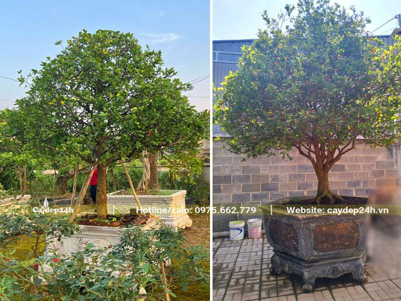 Trồng cây Mai Tứ Quý lâu năm trong chậu cảnh bằng đá
