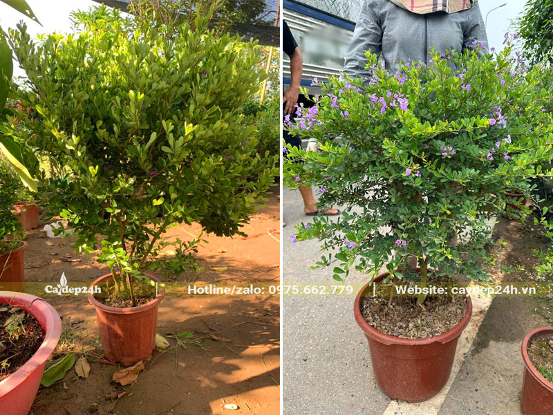 Chọn và sắp xếp những chậu cây Linh Sam siêu bông lên xe tải