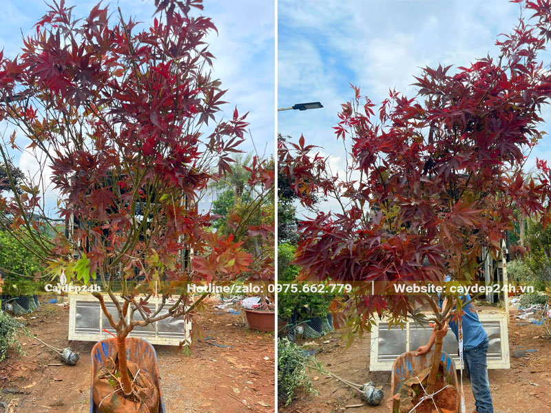 Nhưng cây Phong Lá Đỏ cao hơn 3m, đường kính gốc gần 10cm