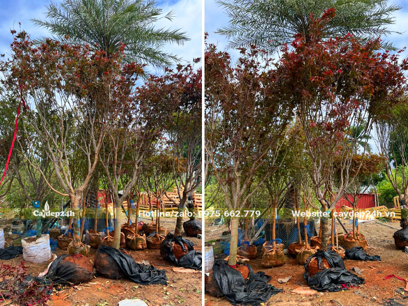 Cây Phong Lá Đỏ đánh thẳng