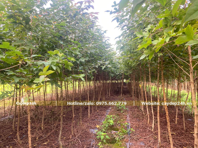 Vườn nuôi trồng số lượng lớn cây Sau Sau choai choai cao hơn 2m