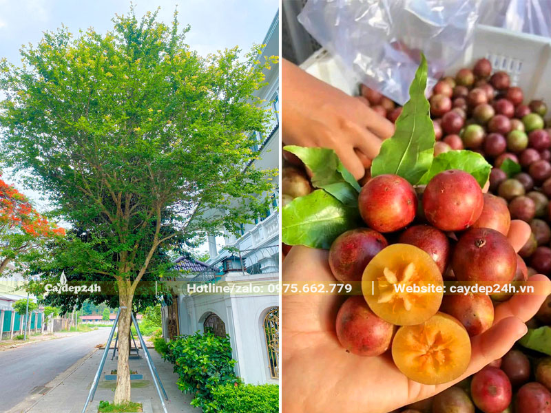 Trồng cây Bồ Quân đẹp trước cổng nhà biệt thự