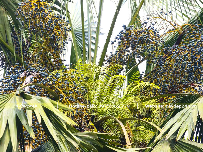 Hình ảnh buồng cọ chín đen trên cây