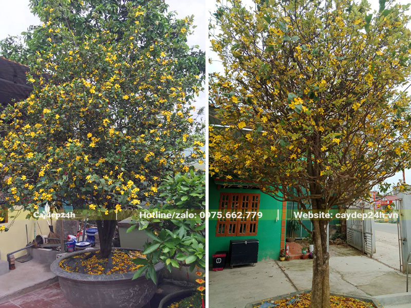 Hoa vàng nở rực rỡ trên cây Mai Tứ Quý