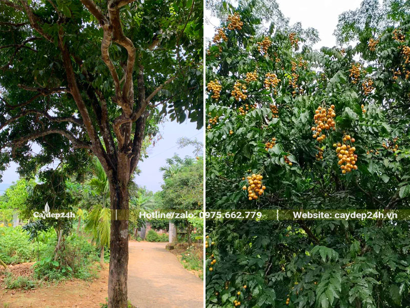 Cây Quất Hồng Bì cổ thụ quả sai trĩu cành