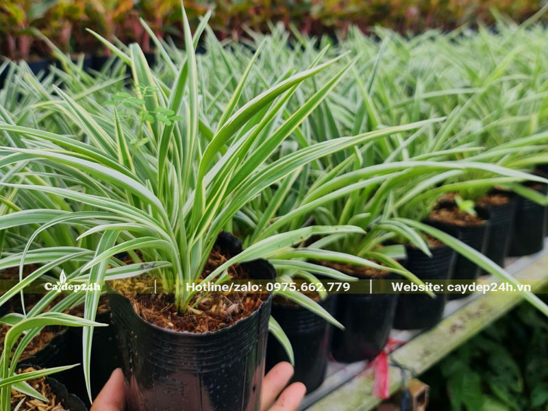 Vườn dưỡng số lượng lớn cây Cỏ Lan Chi cao 20cm