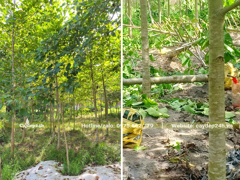 Vườn cây Gáo Vàng trưởng thành đường kính gốc gần 10cm