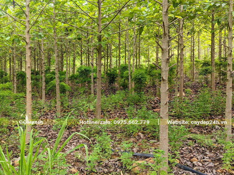 Rừng cây Gáo Vàng trưởng thành cao hơn 3m, đường kính gốc 7 - 9cm