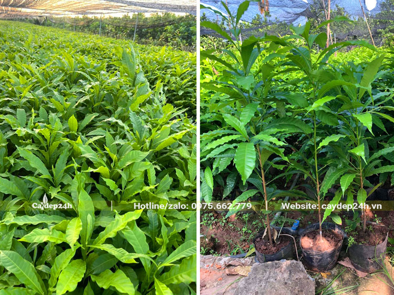 Vườn nhân giống cây vú sữa hoàng kim từ hạt