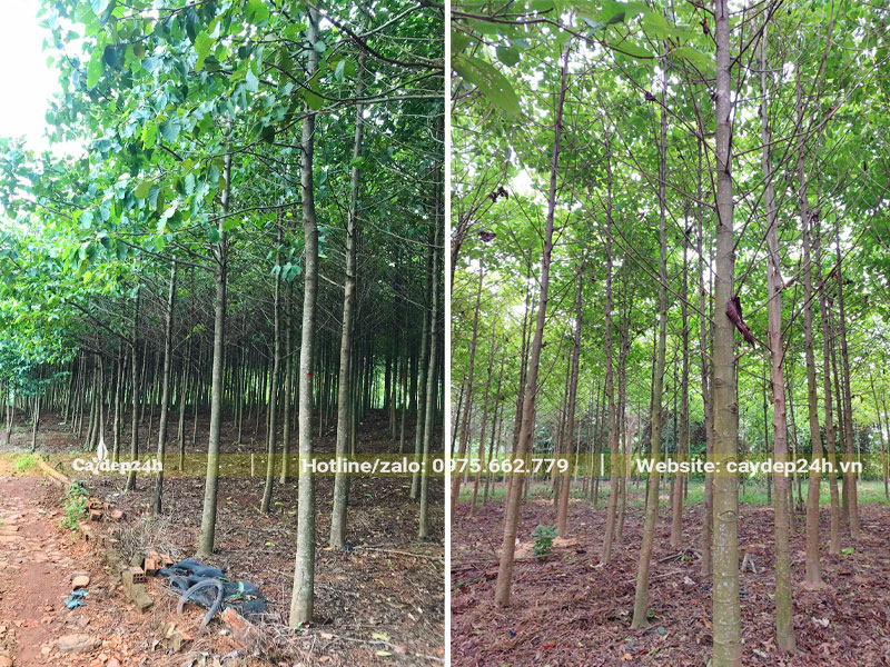 Vườn trồng quy mô lớn cây gỗ Gáo Vàng đường kính gốc từ 10 - 15cm trở lên