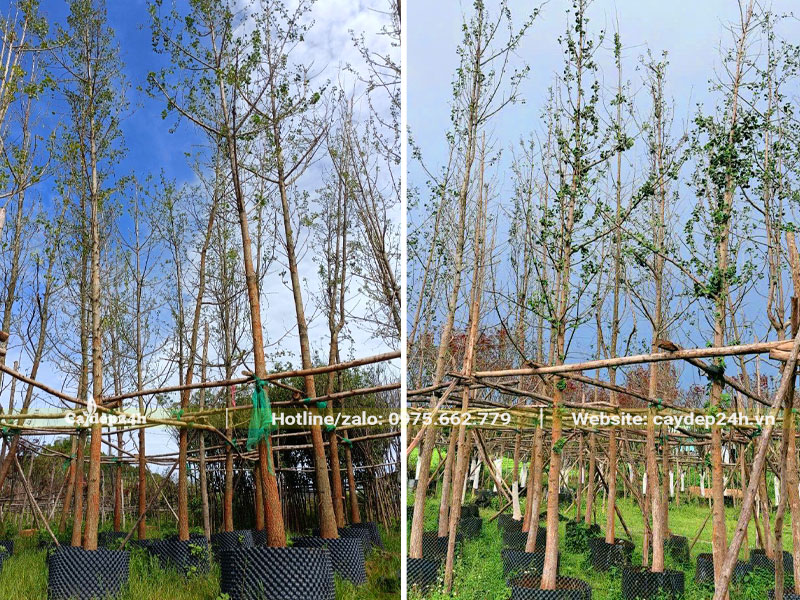 Vườn dưỡng ủ hàng trăm cây ngân hạnh công trình vanh 30 - 40