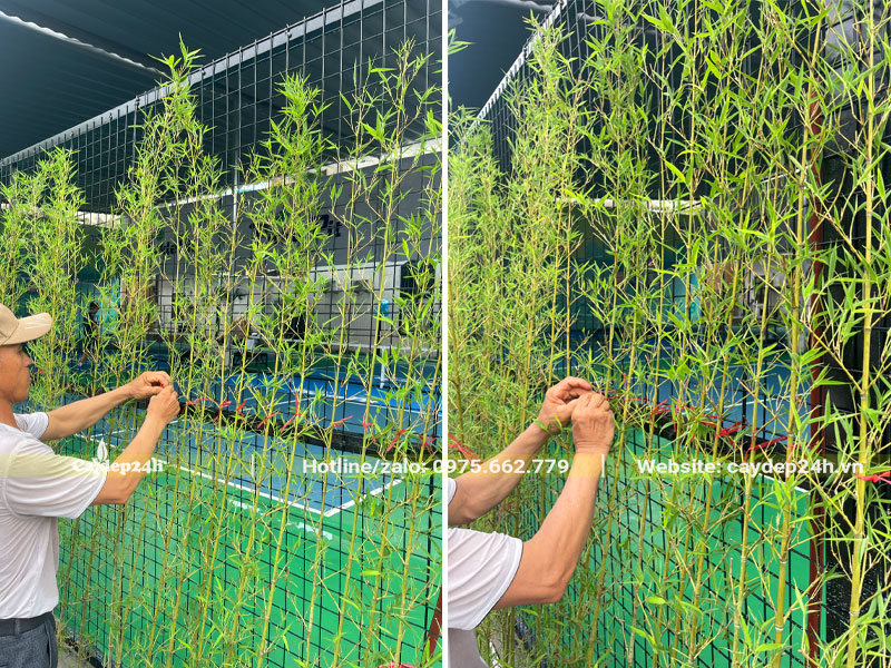 Buộc cố định để cây không bị đổ ngã