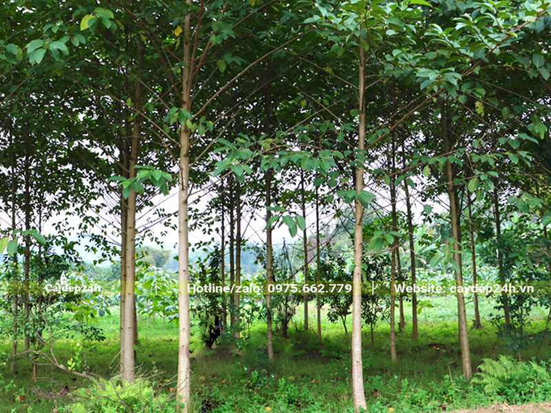 Cây Gáo Vàng cao hơn 5m trồng quy mô lớn