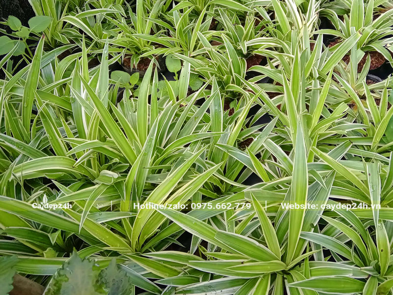 Những chậu cây Cỏ Lan Chi cao 20cm, lá xanh mướt
