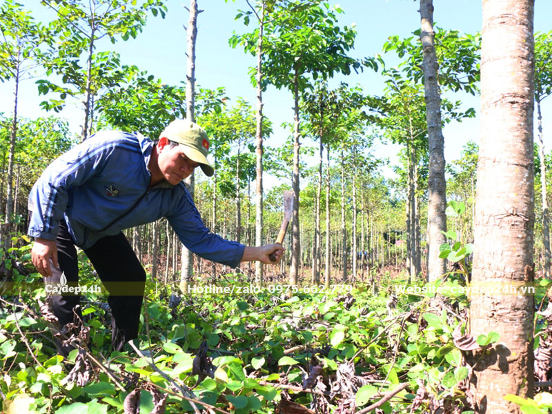Bà con nông dân đang phát cỏ dại cho vườn cây Gáo Vàng hơn 2 năm tuổi