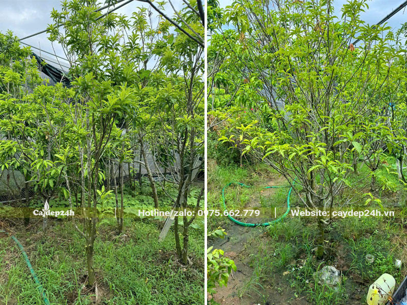 Vườn dưỡng số lượng lớn cây vú sữa đài loan dâm ủ