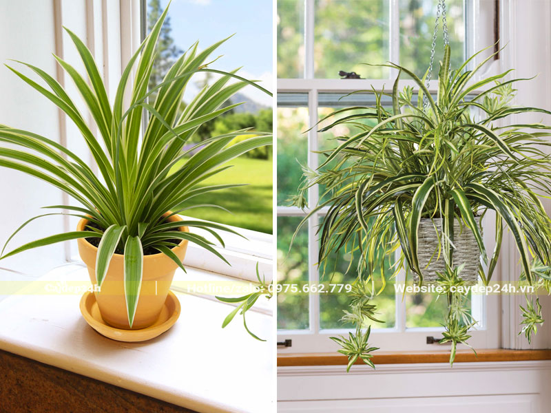 Những chậu Cây Cỏ Lan Chi trồng trên bệ cửa sổ