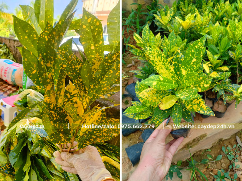 Cắt cành và giâm cành cây Cô Tòng Lá Đốm