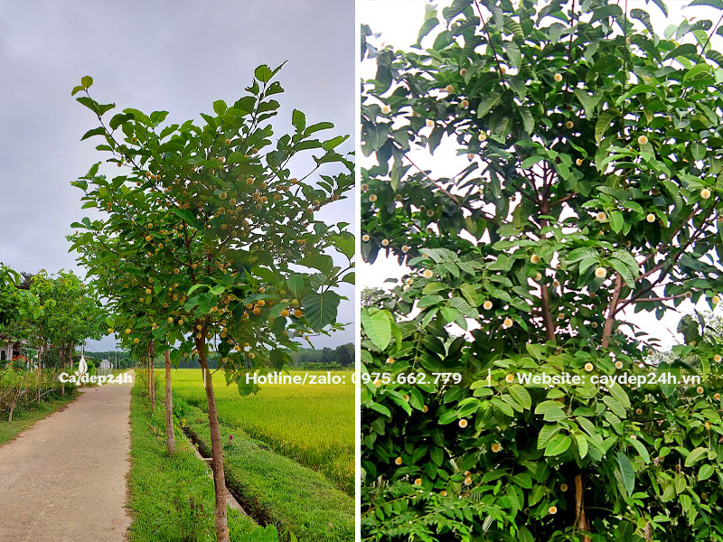 Trồng hàng cây Gáo Vnfg cao hơn 2m dọc ven theo con đường