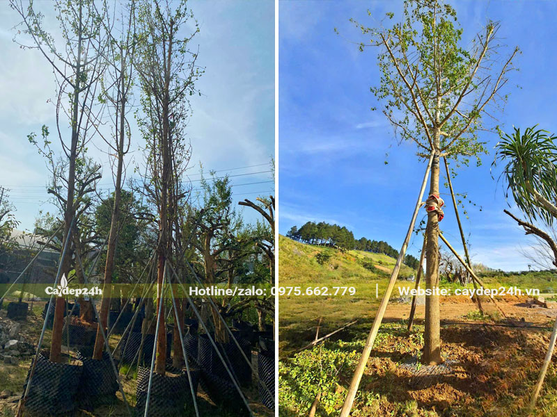 Thi công trồng cây ngân hạnh đường kính gốc 18 - 20cm