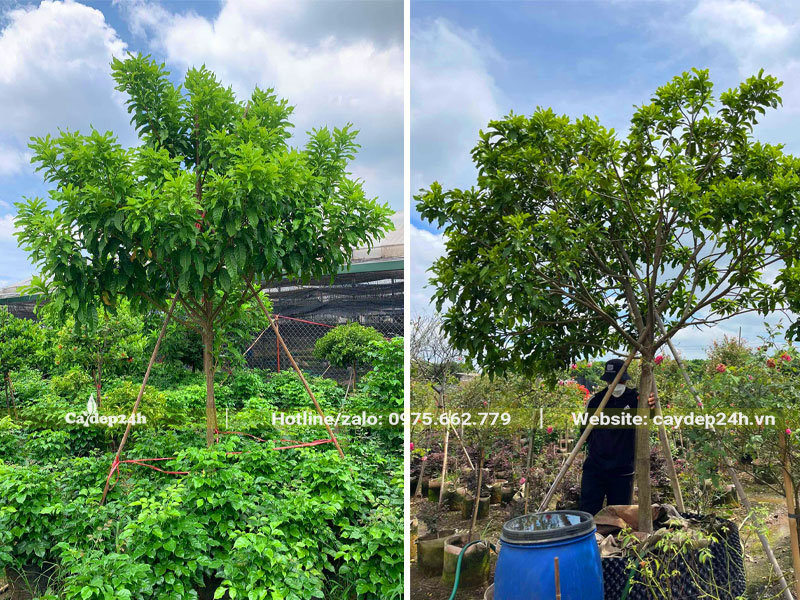 Những cây vú sữa vàng lâu năm được trồng dâm ủ tại vườn