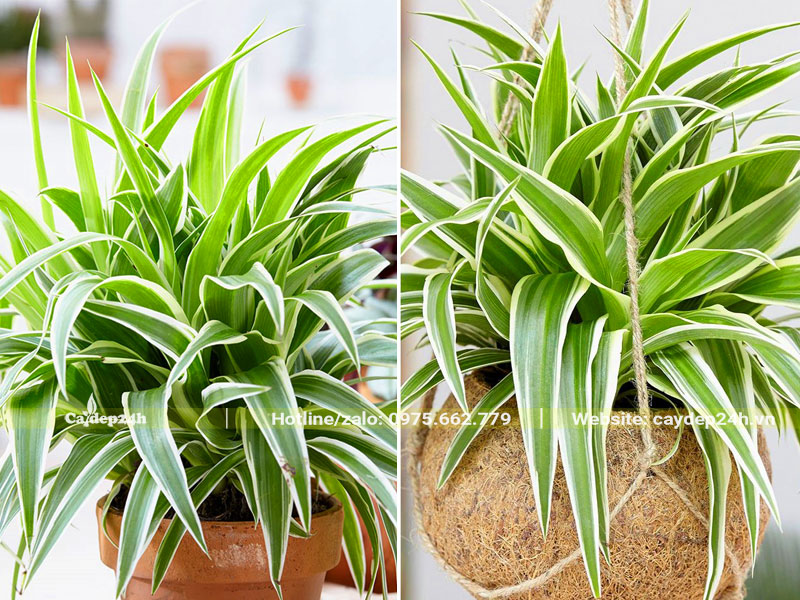 Trồng Cỏ Lan Chi trong chậu sứ và vỏ quả dừa