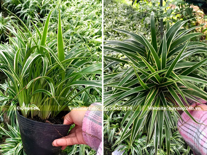 Cây trưởng thành cao hơn 20cm