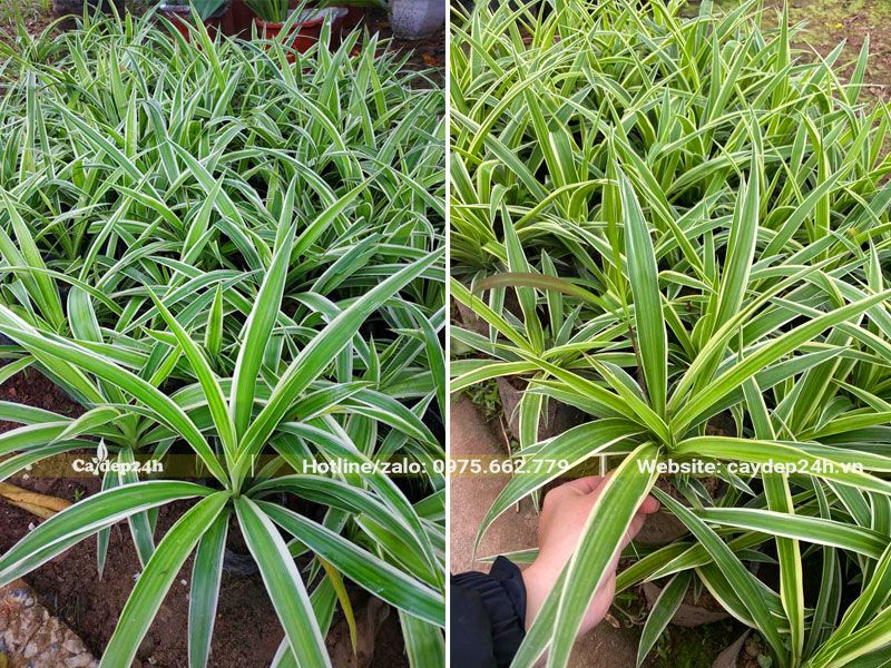 Vườn cây giống Cỏ Lan Chi 1 thân