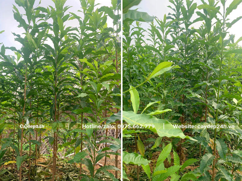 Vườn nuôi trồng cây Vú Sữa Hoàng Kim giống cao hơn 1m