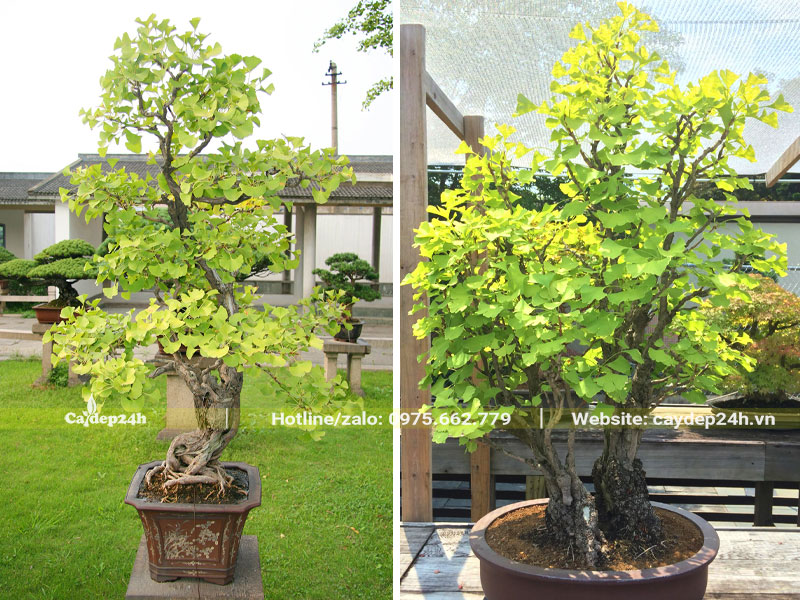 Những chậu cây Ngân Hạnh bonsai đẹp