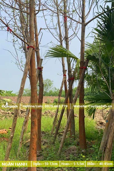 Dâm ủ cây Ngân Hạnh vanh gốc từ 30 - 40cm