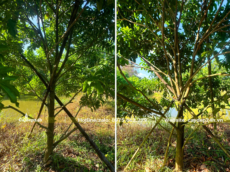 Cắt tỉa cành lá và bón phân cho vườn cây vú sữa lâu năm