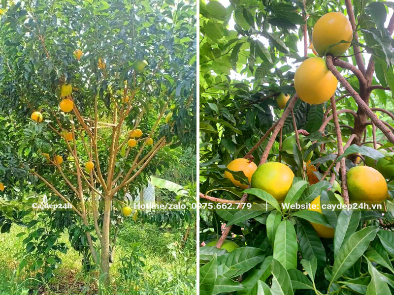 Cây Vú Sữa Hoàng Kim trưởng thành cao hơn 3m, quả vàng sai trĩu cành