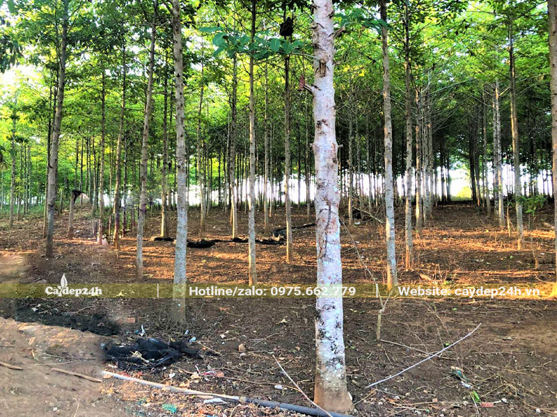 Vườn cây Gáo Vàng lâu năm đường kính gốc từ 18cm trở lên