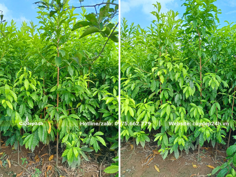Cây giống được nuôi, chăm sóc cao hơn 1m
