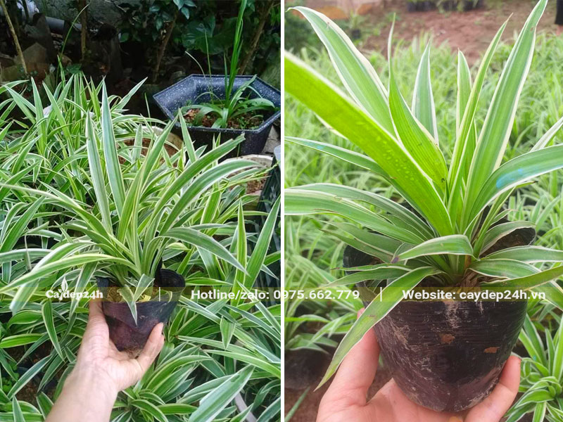 Những bầu cây Cỏ Lan Chi nhỏ xinh