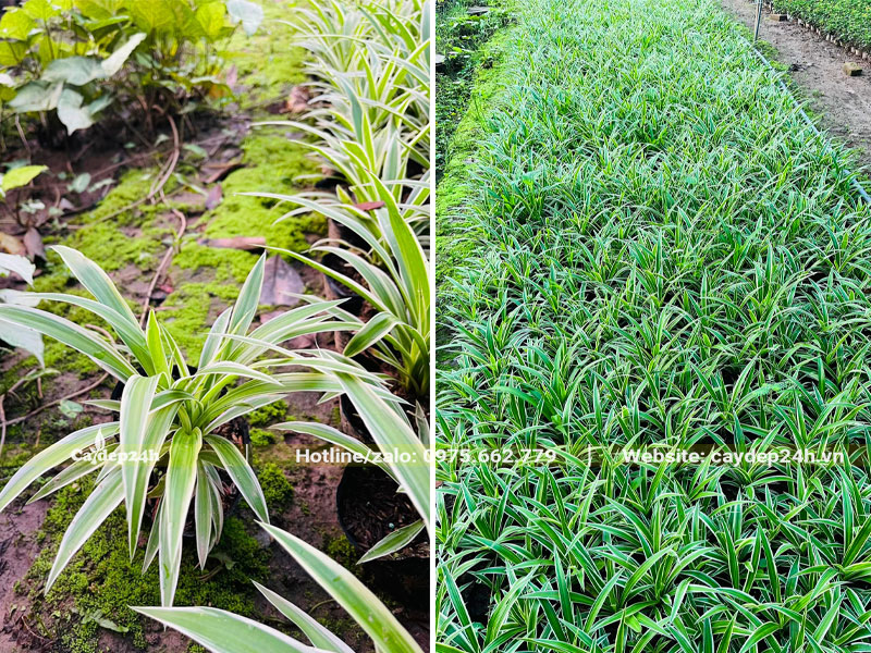 Vườn nhân giống cỏ lan chi, cây đã phát triển tốt cao hơn 10cm