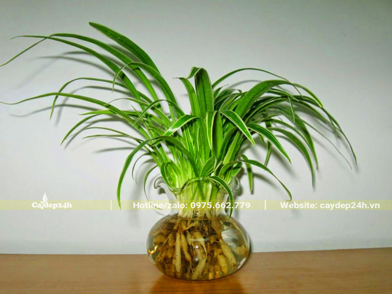 Bình cây cảnh Cỏ Lan Chi trồng thủy sinh