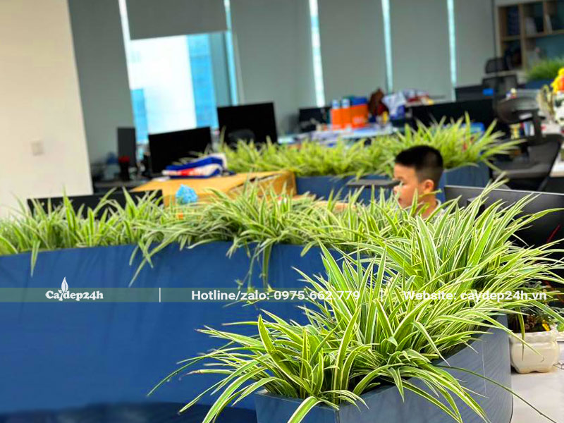 Tạo không gian làm việc xanh thân thiện với những chậu Cỏ Lan Chi